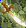 Card gold black level4 small earth sword.png