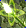 Card gold black level5 small earth wand.png