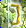 Card gold black level7 small earth bow.png