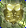 Card gold black level4 small earth armor.png