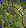 Card gold black level2 small earth bow.png