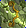 Card gold black level5 small earth bow.png