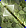Card gold black level5 small earth axe.png