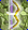 Card gold black level6 small earth bow.png