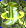 Card gold black level4 small earth boots.png