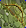 Card gold black level1 small earth bow.png