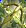 Card gold black level4 small earth bow.png