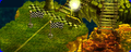 Thumbnail for version as of 21:32, 5 April 2019